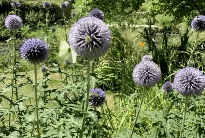 Summer - Treignac.life