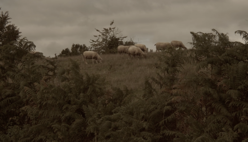 Cows and sheep - Treignac.life